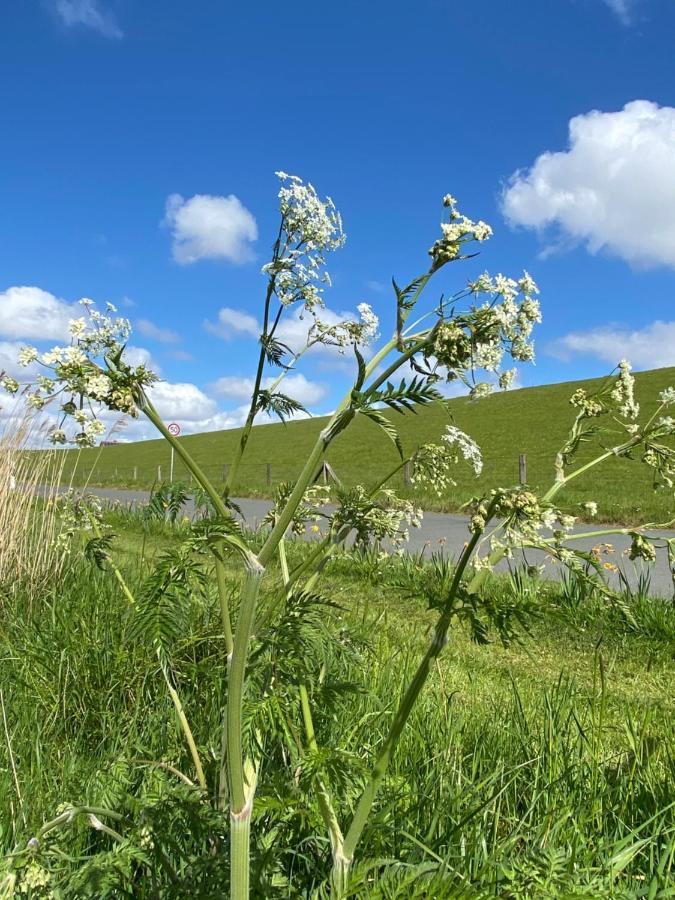 Gut Gross Fedderwarden, Ferienwohnung Mettje Butjadingen Luaran gambar